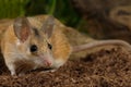 Closeup young female spiny mouse hunts on insect.