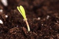 Closeup of young fresh green grass in the soil Royalty Free Stock Photo