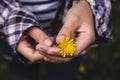 Hands of young girl holding a yellow flower