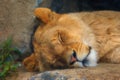 Sleeping young lion close up Royalty Free Stock Photo