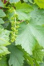 Young grapevine inflorescence with leaves growing in organic vineyard