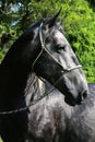 Closeup of a young gray lipizzaner horse head against green natural background Royalty Free Stock Photo