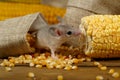 Closeup young gray mouse lurk near the corn and burlap bags on the floor of the warehouse.