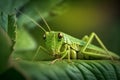 Closeup young green grasshopper on a leaf. Grasshopper, Orthoptera, Caelifera. generative ai Royalty Free Stock Photo