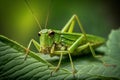 Closeup young green grasshopper on a leaf. Generative AI