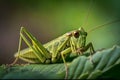 Closeup young green grasshopper on a leaf. Generative AI Royalty Free Stock Photo