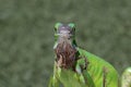 Closeup, young green Iguana. Profile. Green Grass background.