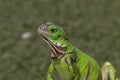 Closeup, young green Iguana. Profile. Green Grass background.