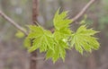 A closeup of young green maple leaves on the branch, in a spring forest background Royalty Free Stock Photo