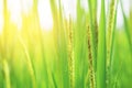 Closeup young green rice field nature background,soft tone Royalty Free Stock Photo