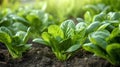 Closeup of young green spinach growing in the garden. Selective focus.