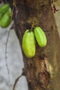 Closeup of Young Green Starfruit on Tree Branch Royalty Free Stock Photo