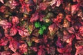 Closeup of young green tree with red leaves in dark tones as natue background using as wallpaper background and cover page concept Royalty Free Stock Photo