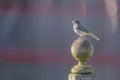 Closeup of young house sparrow perched on a sphere stone statue in the day time Royalty Free Stock Photo
