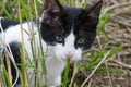 Closeup of a Young Kitten Royalty Free Stock Photo