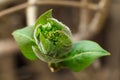 Closeup of young leaf bud on branch of maple tree, tender blooming of fresh new greenery, spring nature awakening Royalty Free Stock Photo