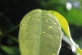 Closeup of young leaf melinjo in yellowish green color