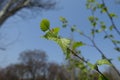 Closeup of young leaves of birch against blue sky Royalty Free Stock Photo