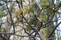 Closeup of young leaves and catkins of walnut in April Royalty Free Stock Photo