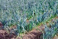 Closeup of young Leek plants cultivated in soil