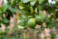 Closeup of young lemons on a branch with blurred background