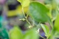 Closeup of young lime growing in plant. Small green unripe fruits of  plants  lime. young Lime plant in macro with small fruit. Ka Royalty Free Stock Photo