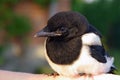 closeup of a young magpie