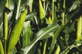 Closeup of a young maize plant in summer. Corn field Royalty Free Stock Photo