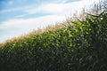 Closeup of a young maize plant in summer. Corn field Royalty Free Stock Photo