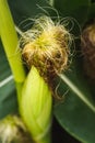 Closeup of a young maize plant in summer Royalty Free Stock Photo