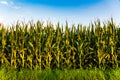 Closeup of a young maize plant in summer Royalty Free Stock Photo