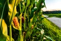 Closeup of a young maize plant in summer Royalty Free Stock Photo