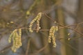 closeup of young male catkins of common hazel