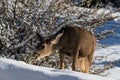 Closeup of male Kaibab deer mule deer with antlers feeding in winter. Plants and snow in background. Royalty Free Stock Photo