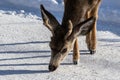 Closeup of male Kaibab deer mule deer with antlers feeding in winter. Snow in background. Royalty Free Stock Photo