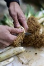 Man cutting calcots, onions typical of Catalonia Royalty Free Stock Photo