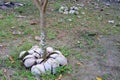 Closeup of young mango tree with coconut husk as mulch. Agriculture and farming concept. Royalty Free Stock Photo