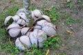 Closeup of young mango tree with coconut husk as mulch. Agriculture and farming concept. Royalty Free Stock Photo