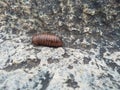 Young Millipede bug going above the rock texture background in the mountain Royalty Free Stock Photo