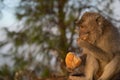 Closeup of a young monkey eating on a rock Royalty Free Stock Photo