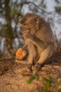 Closeup of a young monkey eating on a rock Royalty Free Stock Photo