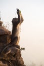 Closeup of a young monkey eating on a rock Royalty Free Stock Photo