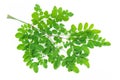 Closeup young moringa leaves branch, herb and medical concept