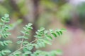 Closeup young moringa leaves branch, herb and medical concept