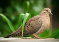 Closeup of Young Mourning Dove in Profile