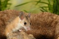 Closeup young mouse sits on snag on background of grass Royalty Free Stock Photo