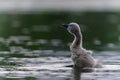 Closeup of young mute swan chick, Cygnus olor flapping with its tiny wings and splashing water