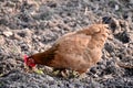 Closeup the orange color hen stand and eating the feed in the farm over out of focus brown background Royalty Free Stock Photo