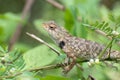 Closeup young Oriental garden or Eastern garden or Changeable lizard, Chameleon with natural green leaves in the background Royalty Free Stock Photo