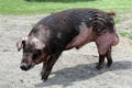 Closeup of young pig on green background atrural bio pig farm Royalty Free Stock Photo